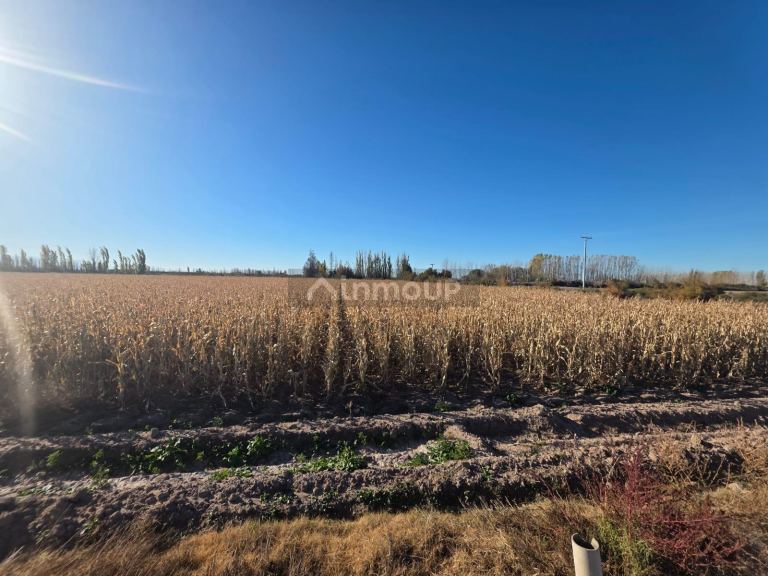 Finca en Venta en Lavalle, Mendoza - USD 300.000 | Inmoup - 12