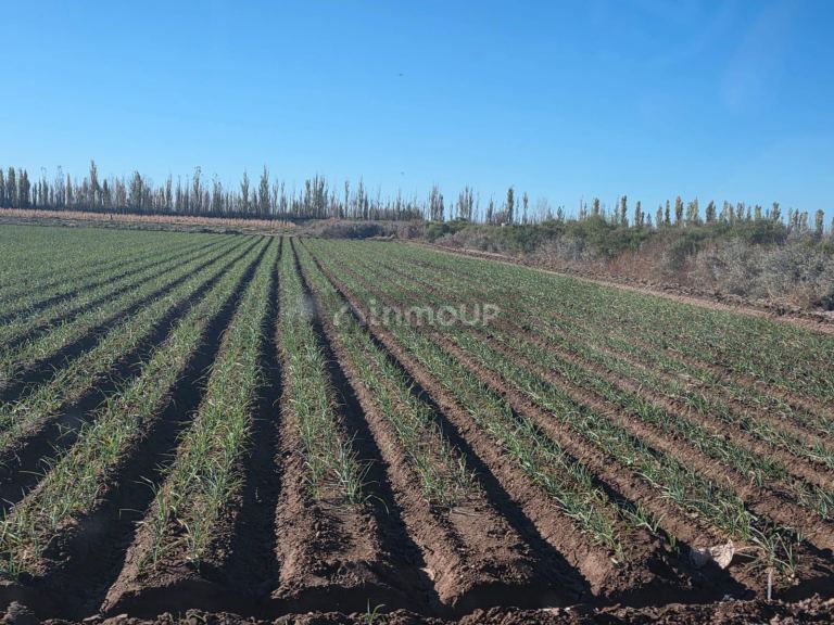 Finca en Venta en Lavalle, Mendoza - USD 300.000 | Inmoup - 25