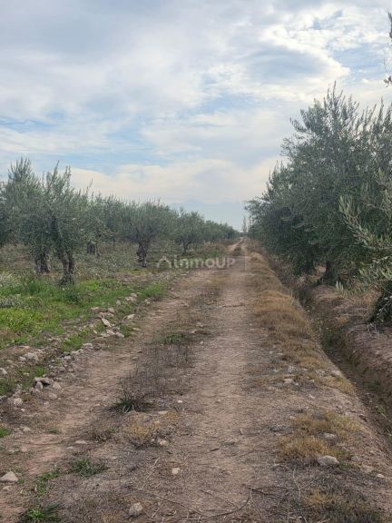 Finca en Venta en Maipu, Mendoza - USD 80.000 | Inmoup - 6