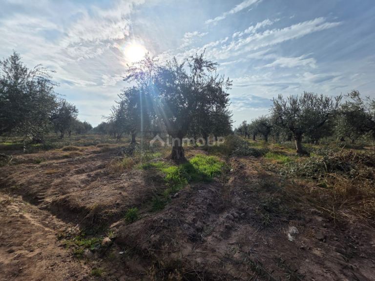 Finca en Venta en Maipu, Mendoza - USD 80.000 | Inmoup - 11