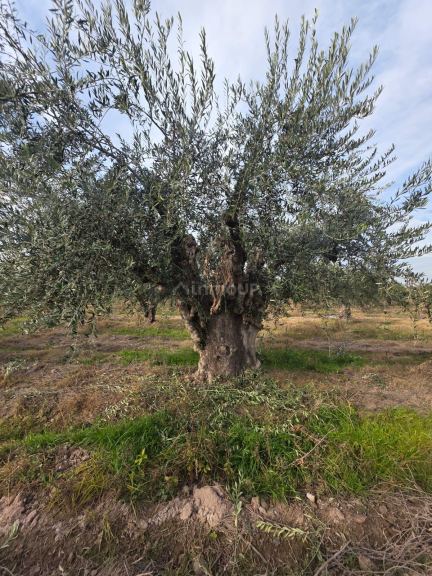 Finca en Venta en Maipu, Mendoza - USD 80.000 | Inmoup - 7