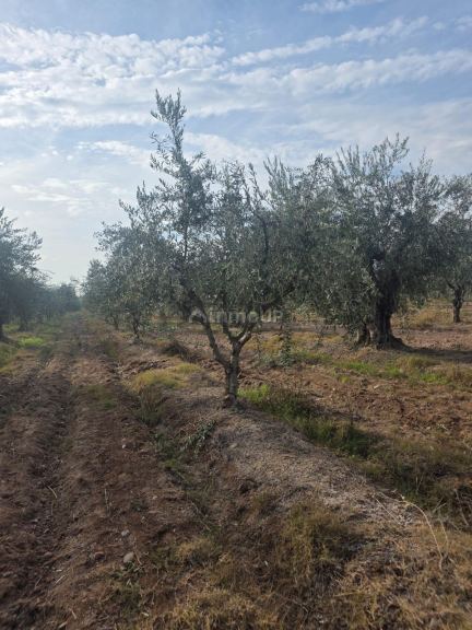 Finca en Venta en Maipu, Mendoza - USD 80.000 | Inmoup - 12