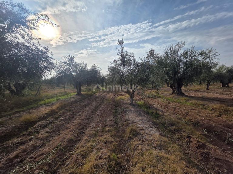 Finca en Venta en Maipu, Mendoza - USD 80.000 | Inmoup - 8