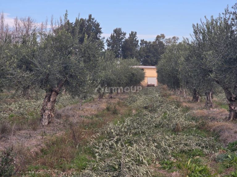 Finca en Venta en Maipu, Mendoza - USD 80.000 | Inmoup - 13