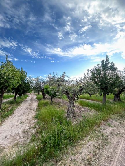 Finca en Venta en Maipu, Mendoza