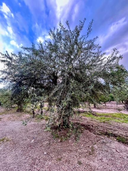 Finca en Venta en Maipu, Mendoza