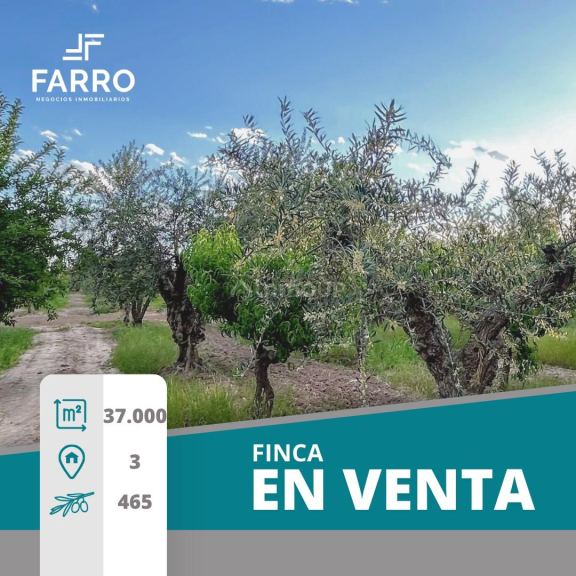 Finca en Venta en Maipu, Mendoza