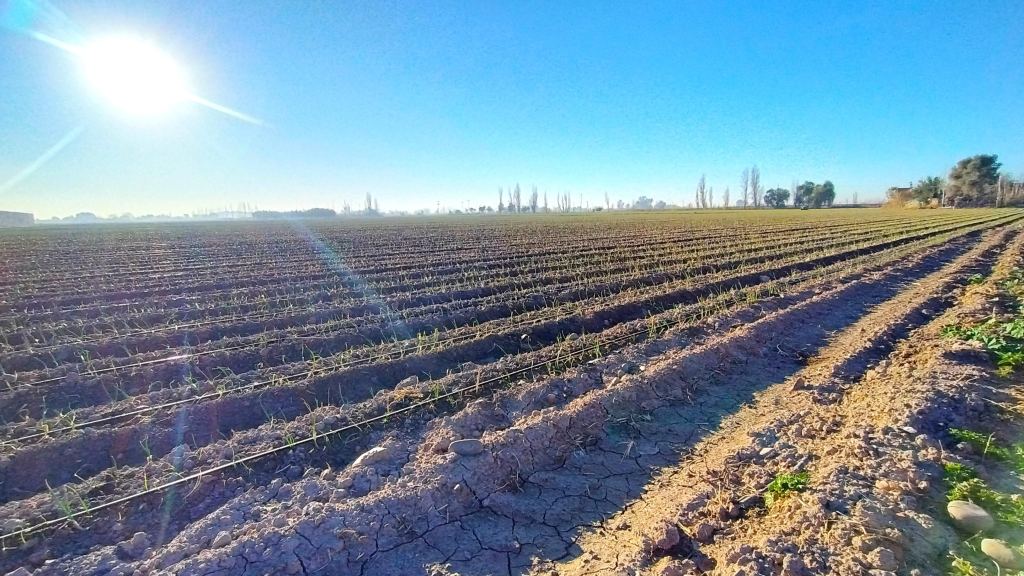 Finca en Venta en Guaymallen, Mendoza
