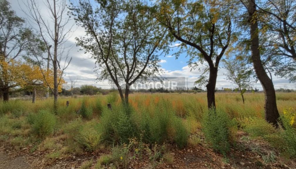 Campo en Venta en San Martin, Mendoza