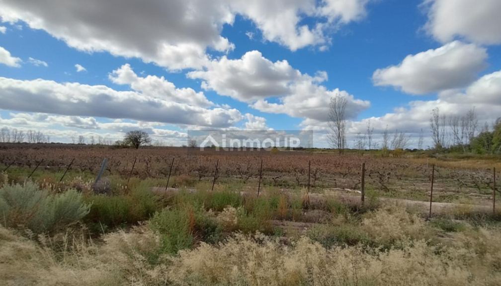 Campo en Venta en San Martin, Mendoza