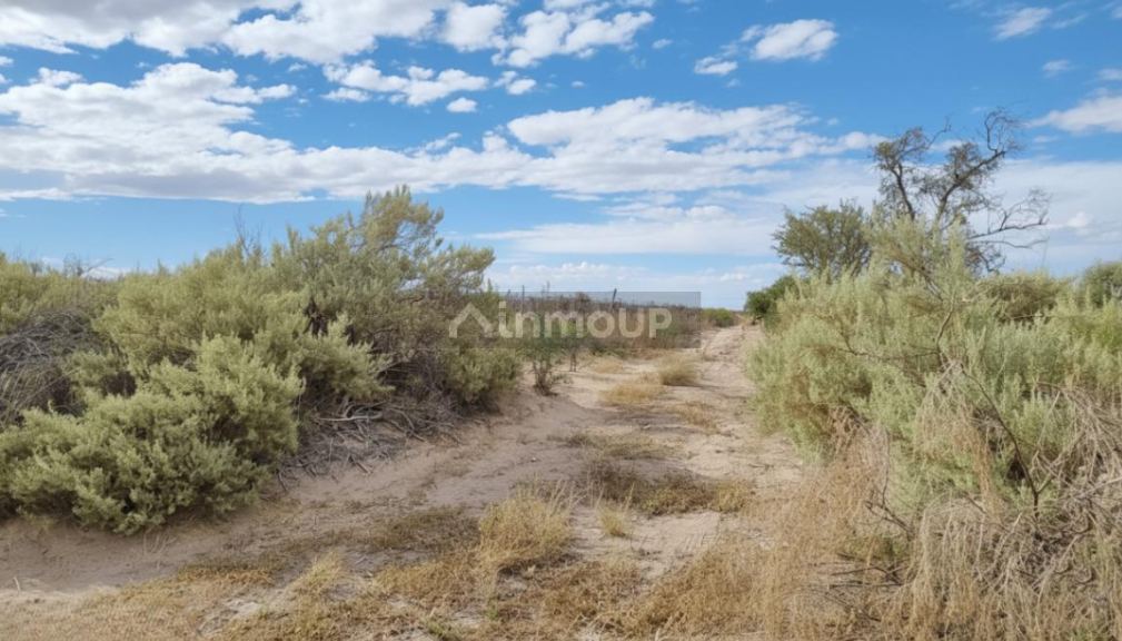 Campo en Venta en San Martin, Mendoza