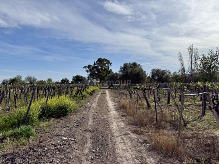 Finca en Venta en Caucete, San Juan