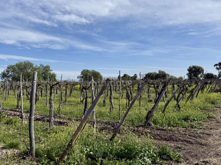 Finca en Venta en Caucete, San Juan