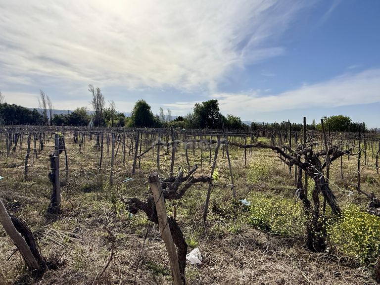 Finca en Venta en Caucete, San Juan