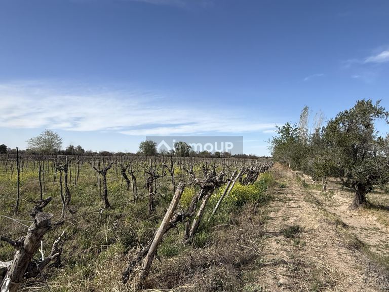 Finca en Venta en Caucete, San Juan