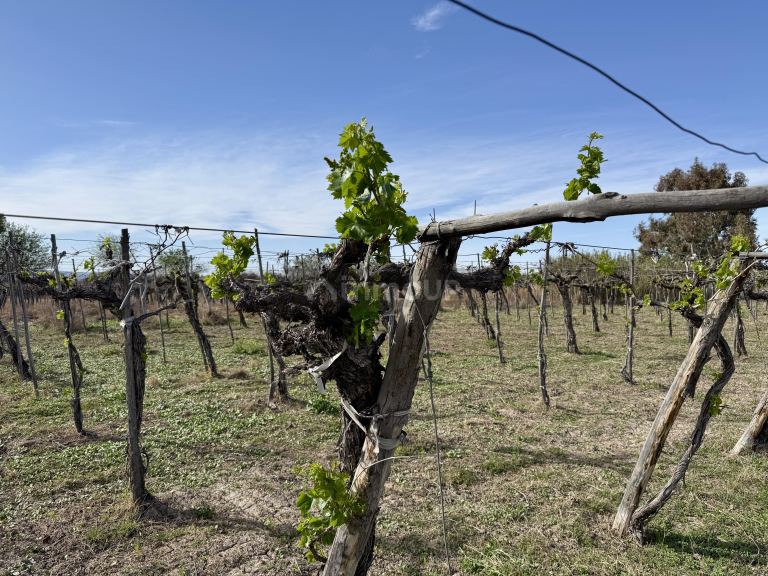 Finca en Venta en Caucete, San Juan