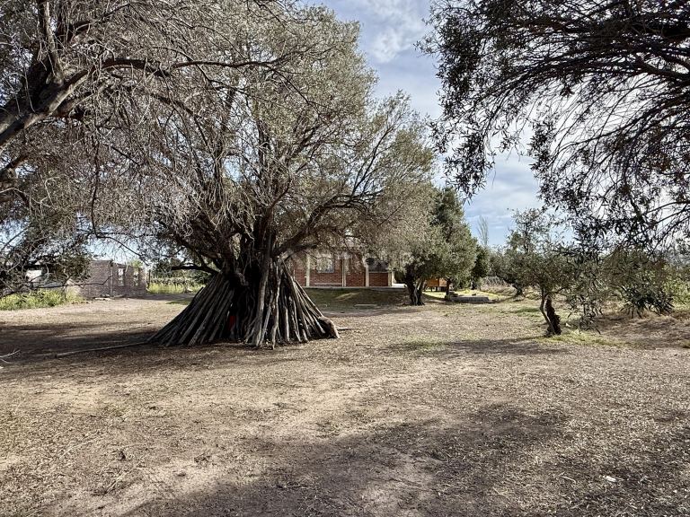Finca en Venta en Caucete, San Juan