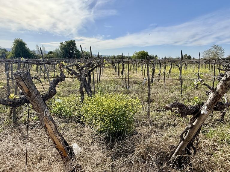 Finca en Venta en Caucete, San Juan