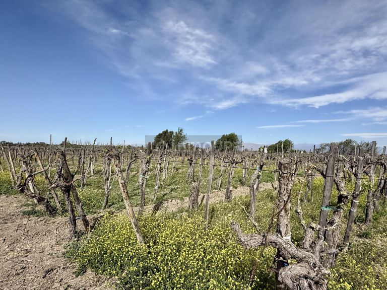 Finca en Venta en Caucete, San Juan