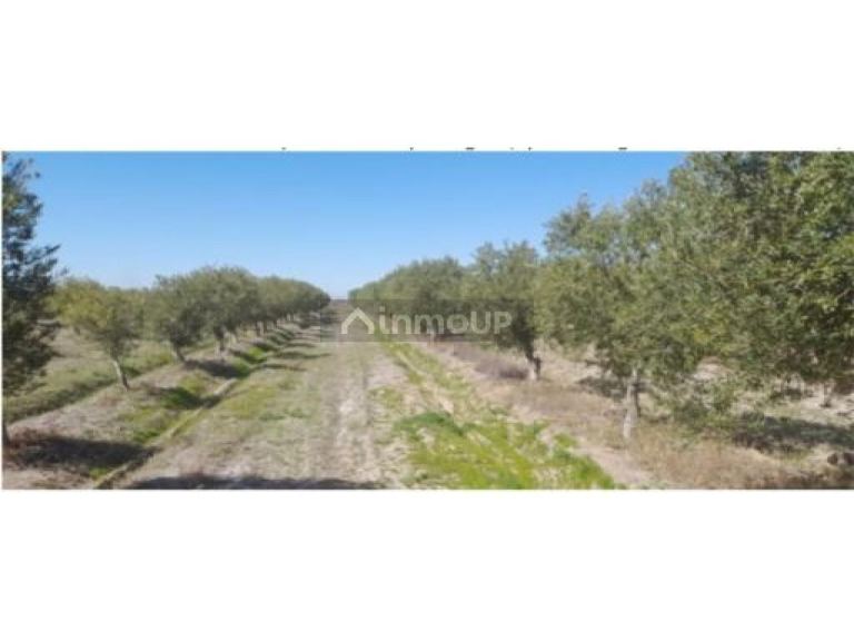 Finca en Venta en Sarmiento, San Juan