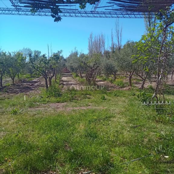 Finca en Venta en Maipu, Mendoza