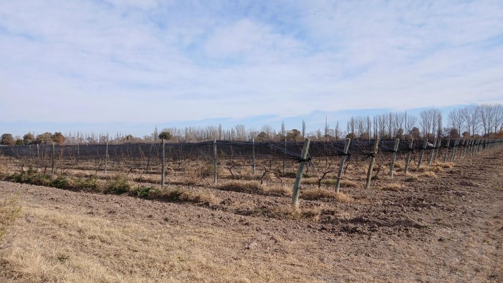 Campo en Venta en San Rafael, Mendoza