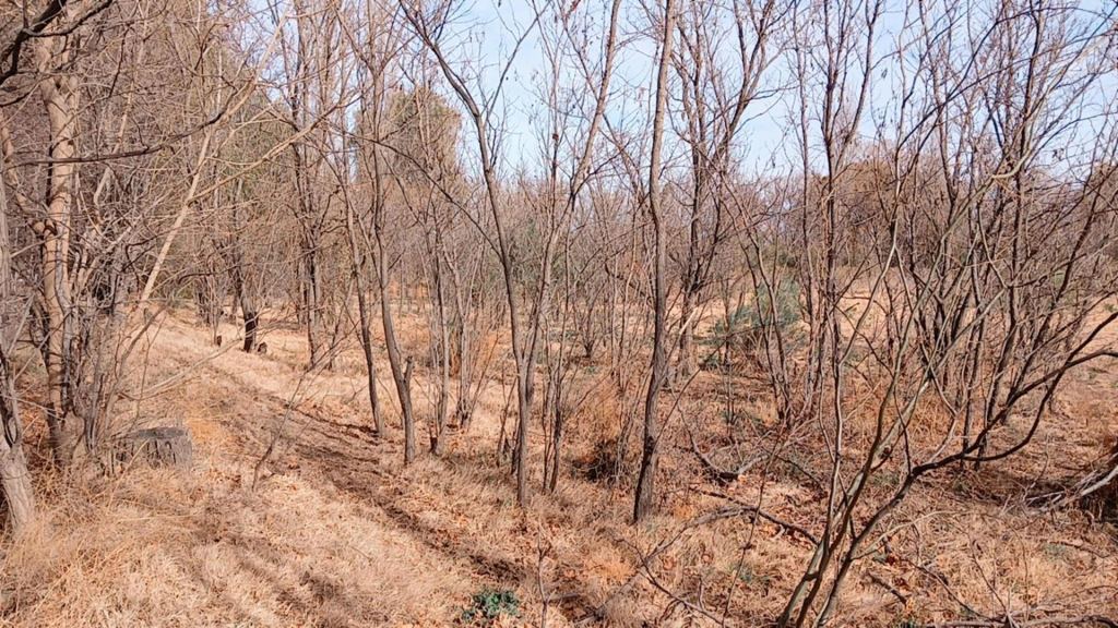 Campo en Venta en San Rafael, Mendoza