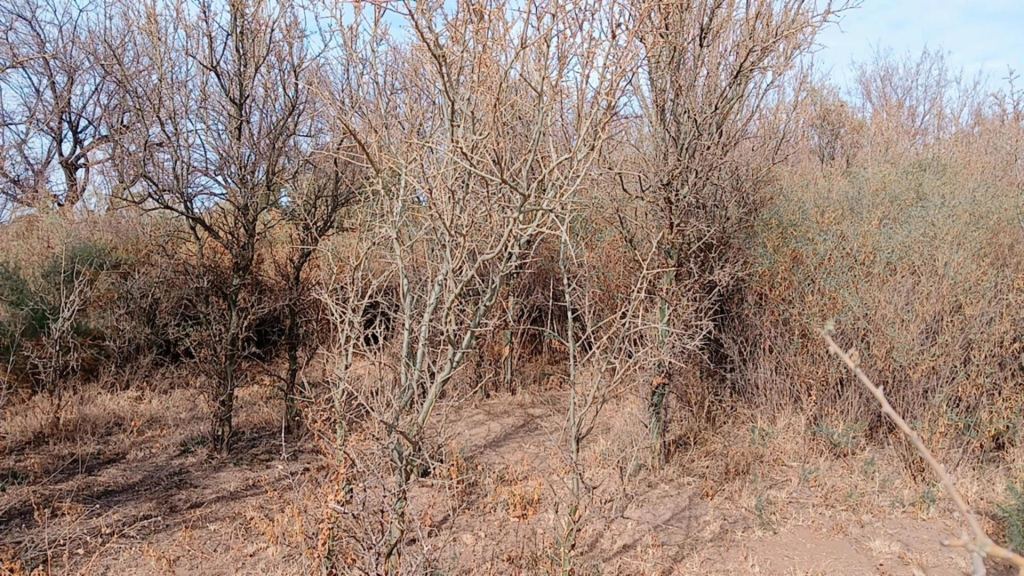 Campo en Venta en San Rafael, Mendoza