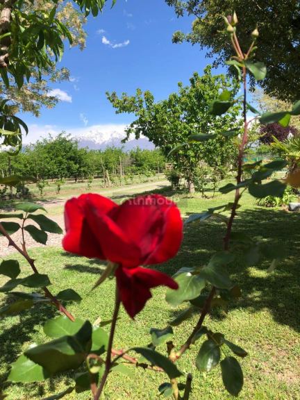 Casa en Alquiler en San Carlos, Mendoza