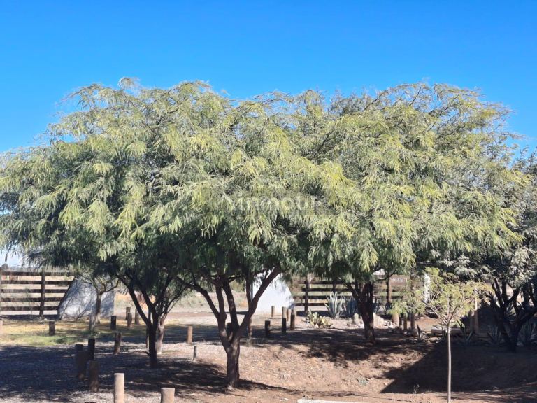 Terreno en Venta en Lavalle, Mendoza