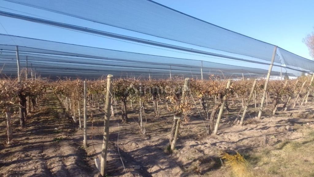 Finca en Venta en Rivadavia, Mendoza