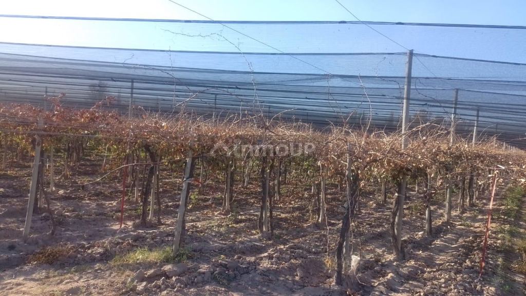 Finca en Venta en Rivadavia, Mendoza