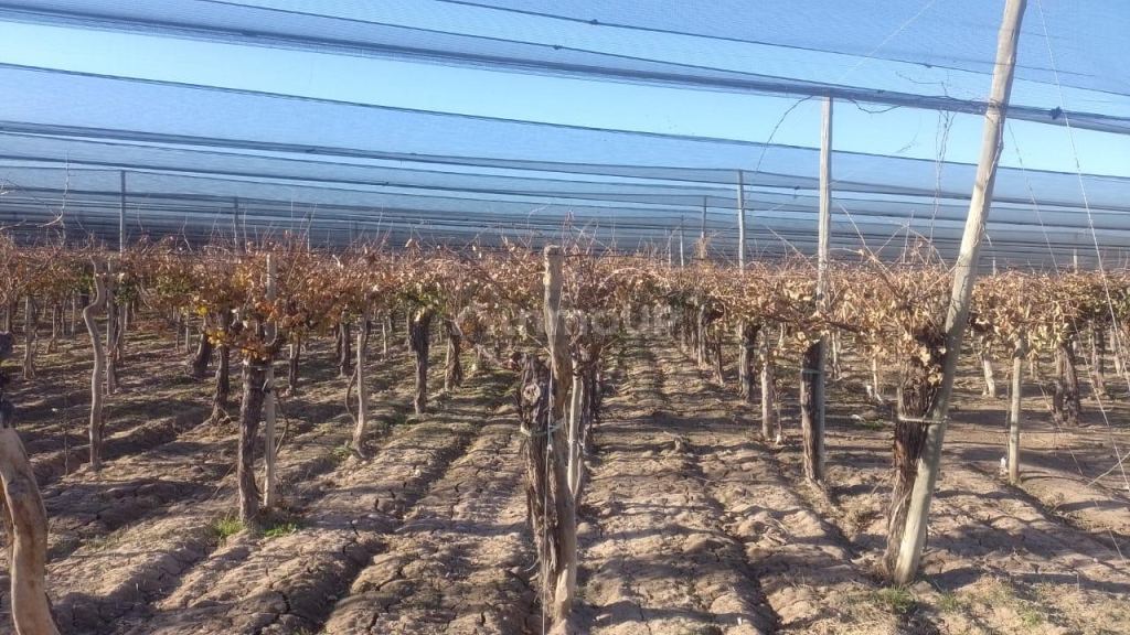 Finca en Venta en Rivadavia, Mendoza