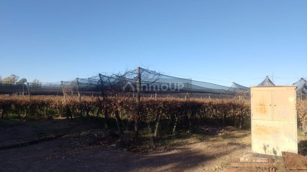 Finca en Venta en Rivadavia, Mendoza