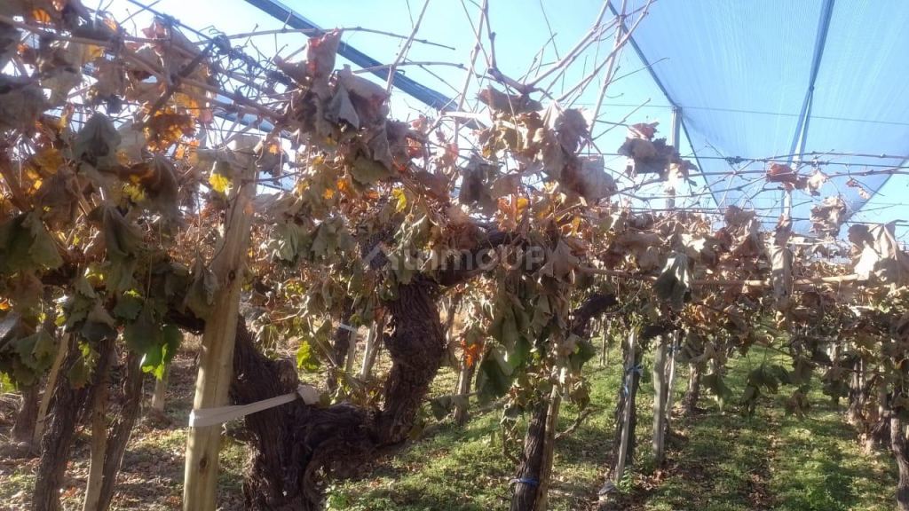 Finca en Venta en Rivadavia, Mendoza