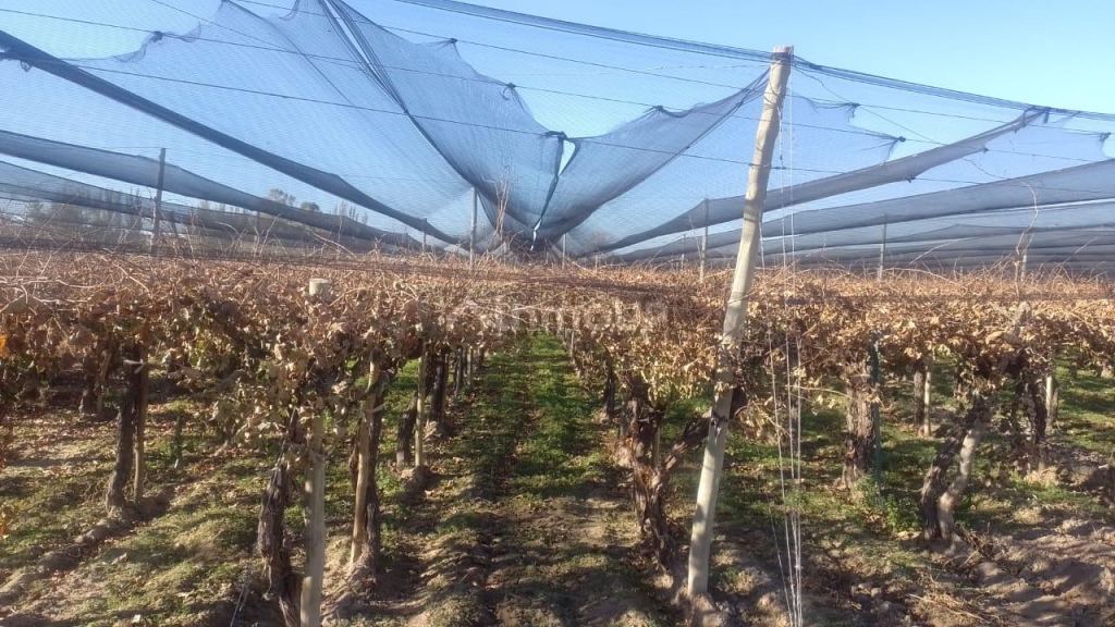 Finca en Venta en Rivadavia, Mendoza
