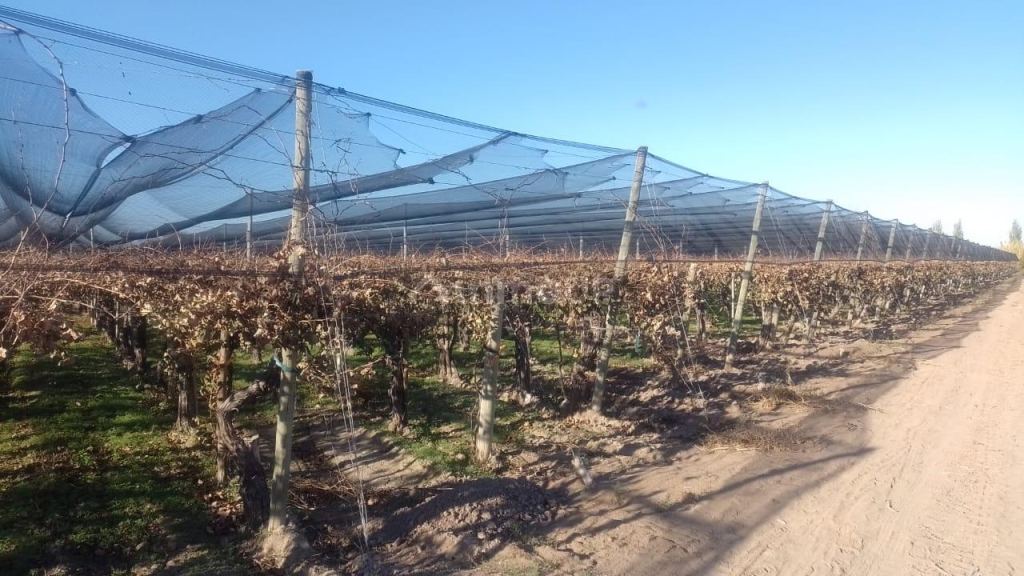 Finca en Venta en Rivadavia, Mendoza