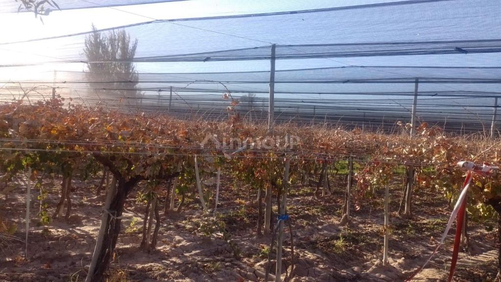 Finca en Venta en Rivadavia, Mendoza