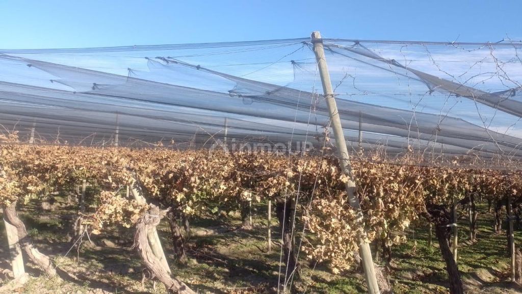 Finca en Venta en Rivadavia, Mendoza