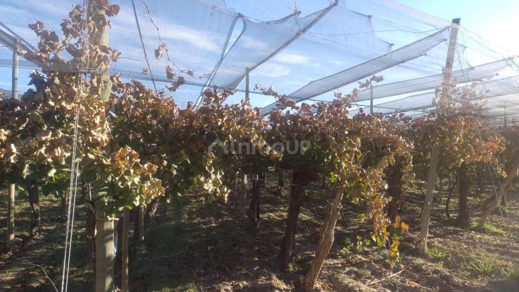 Finca en Venta en Rivadavia, Mendoza