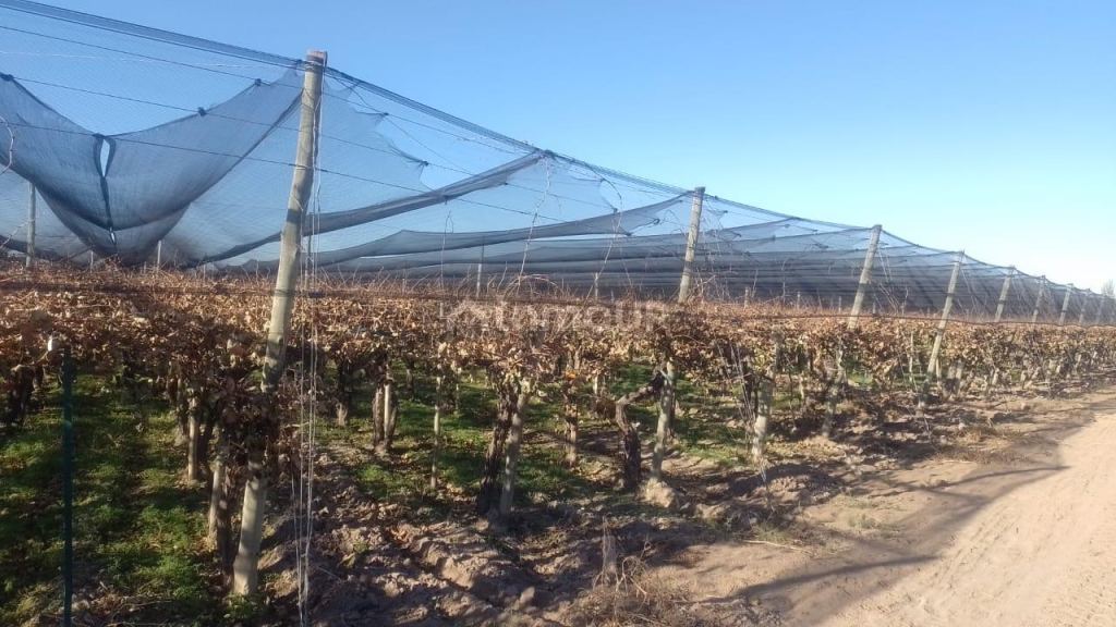 Finca en Venta en Rivadavia, Mendoza