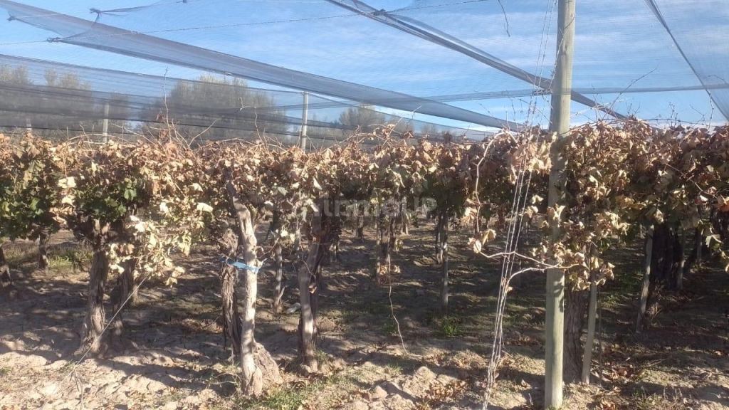 Finca en Venta en Rivadavia, Mendoza