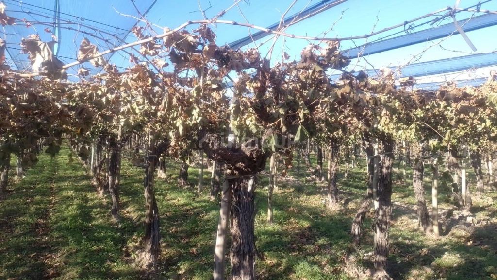 Finca en Venta en Rivadavia, Mendoza