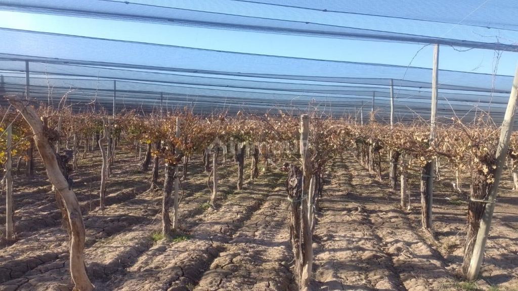 Finca en Venta en Rivadavia, Mendoza