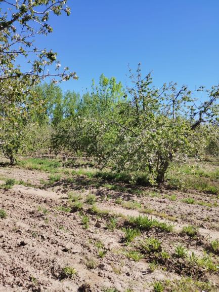 Lote en Venta en Lujan de Cuyo, Mendoza