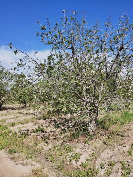 Lote en Venta en Lujan de Cuyo, Mendoza