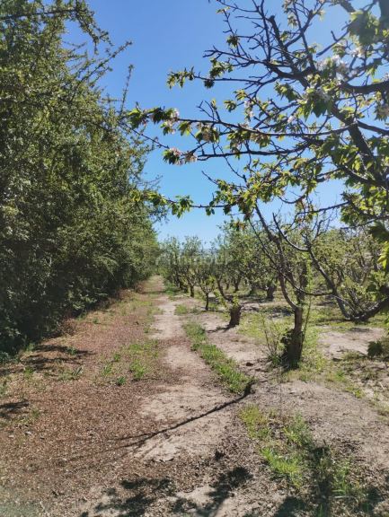 Lote en Venta en Lujan de Cuyo, Mendoza