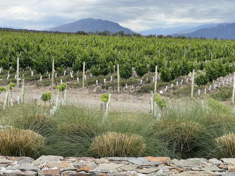 Lote en Venta en Lujan de Cuyo, Mendoza