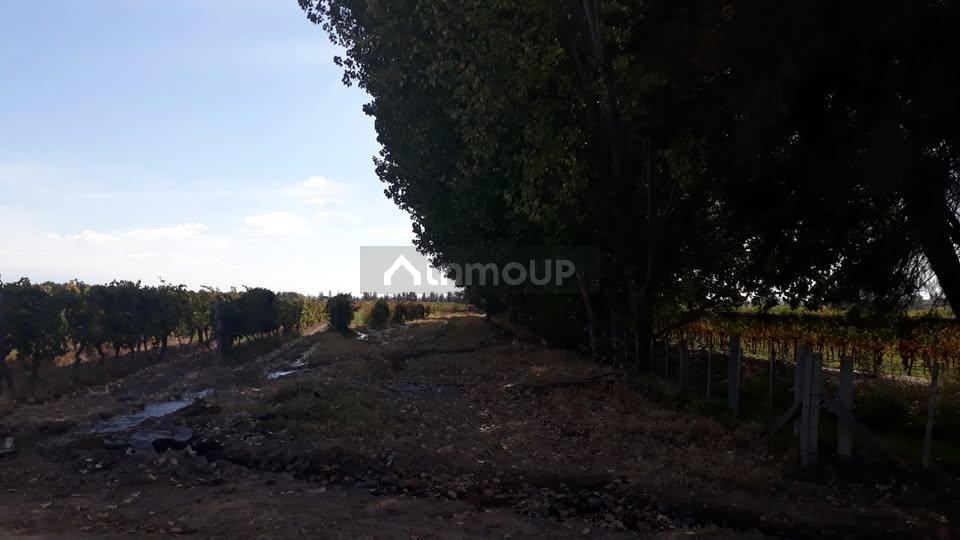 Campo en Venta en Lujan de Cuyo, Mendoza
