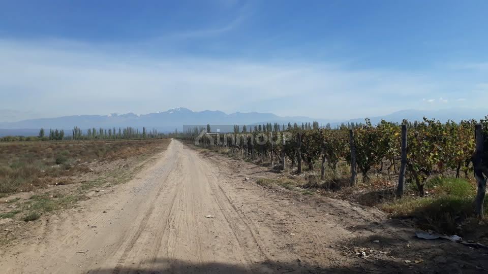 Campo en Venta en Lujan de Cuyo, Mendoza